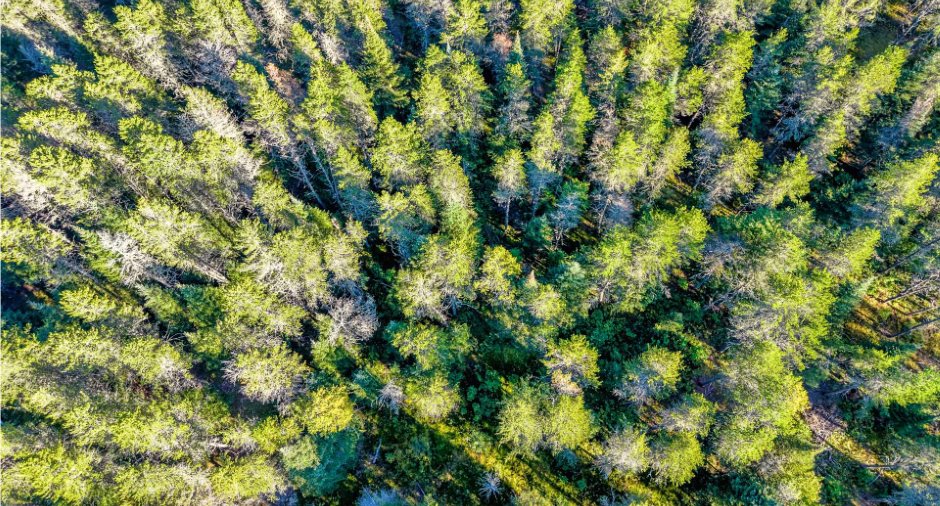Terre/Terrain