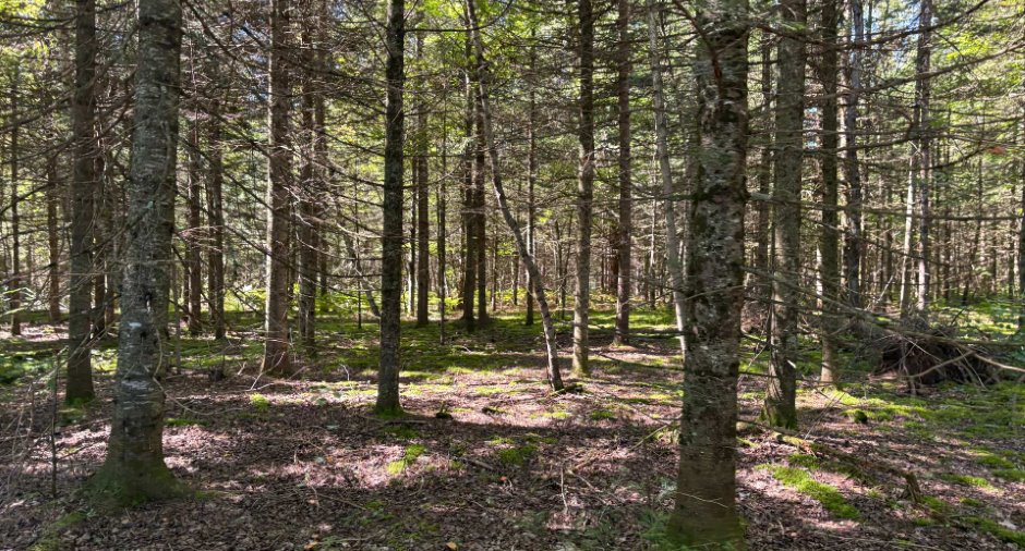 Terre/Terrain