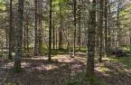 Terre/Terrain
