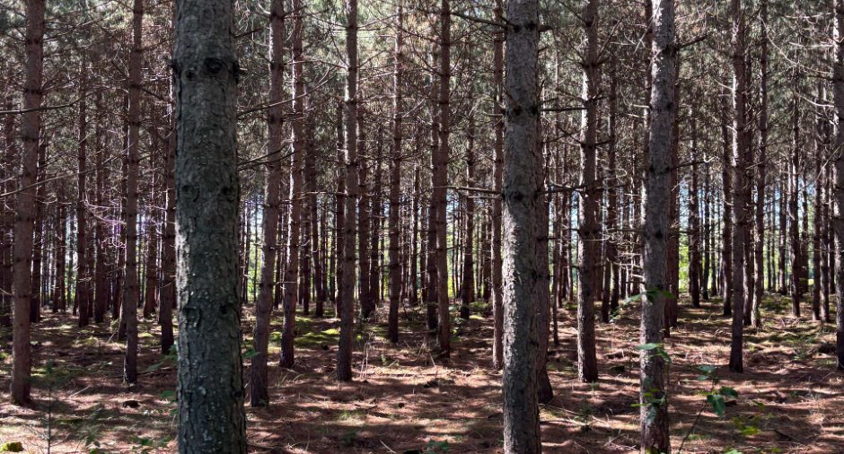 Terre/Terrain