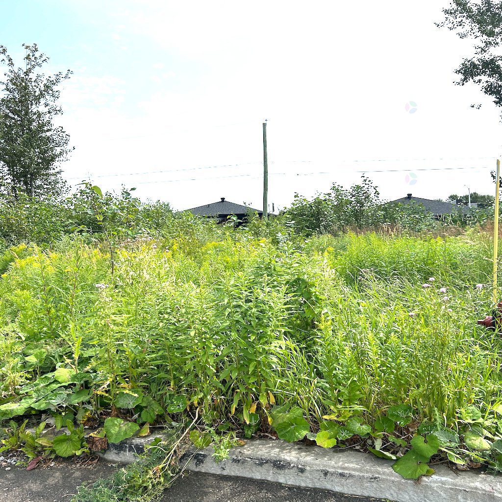 Rue du Sauvignon — photo 2
