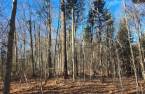 Terre/Terrain