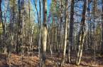 Land/Lot
