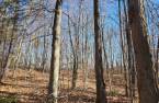Terre/Terrain