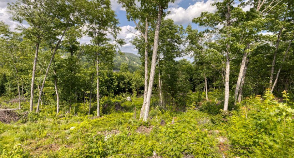 Land/Lot