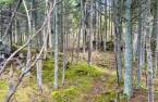 Land/Lot