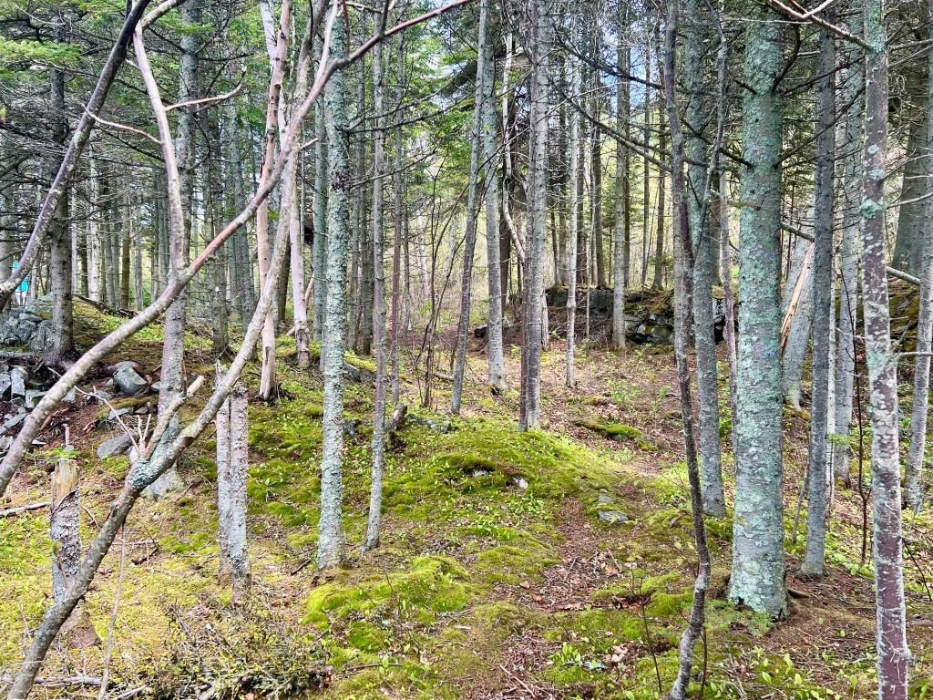 Terre/Terrain