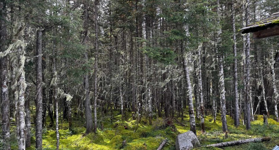 Wooded area