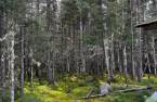 Wooded area