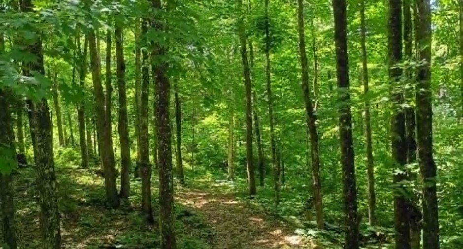 Terre/Terrain