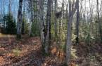 Terre/Terrain
