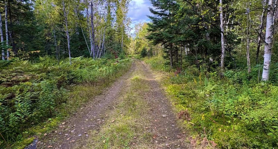 Woodland