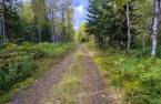 Woodland