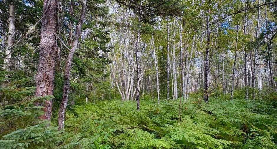 Woodland