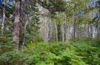 Woodland