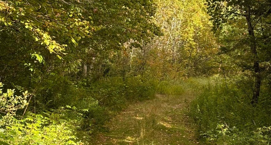 Woodland