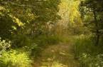 Woodland