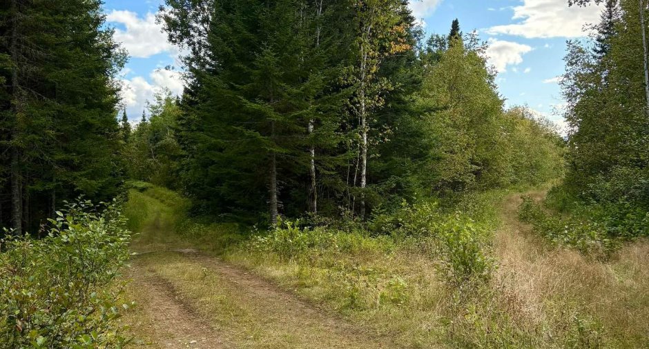 Woodland