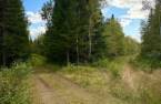 Woodland