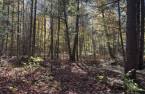 Terre/Terrain