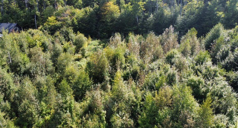 Overall View