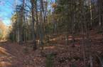 Terre à bois