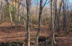 Terre/Terrain