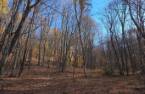 Terre à bois