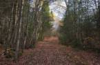 Terre à bois
