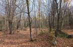 Terre à bois