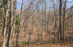 Terre à bois