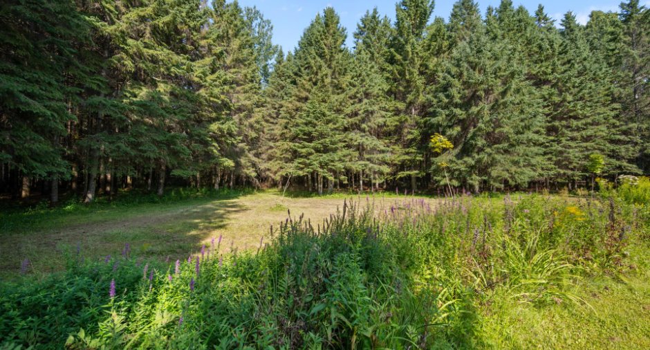 Wooded area