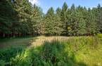 Wooded area