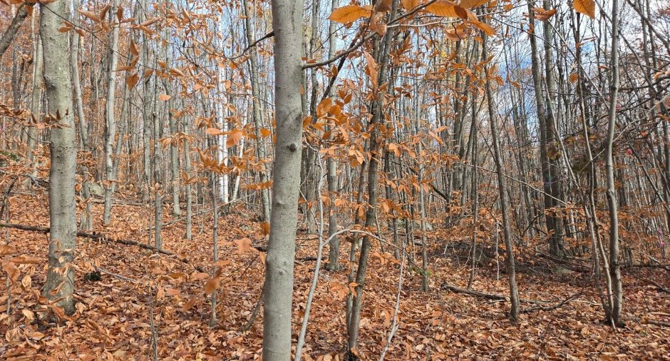 Terre/Terrain