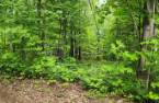 Terre/Terrain