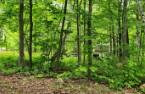 Terre/Terrain