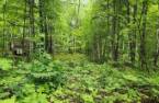 Terre/Terrain