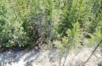 Land/Lot