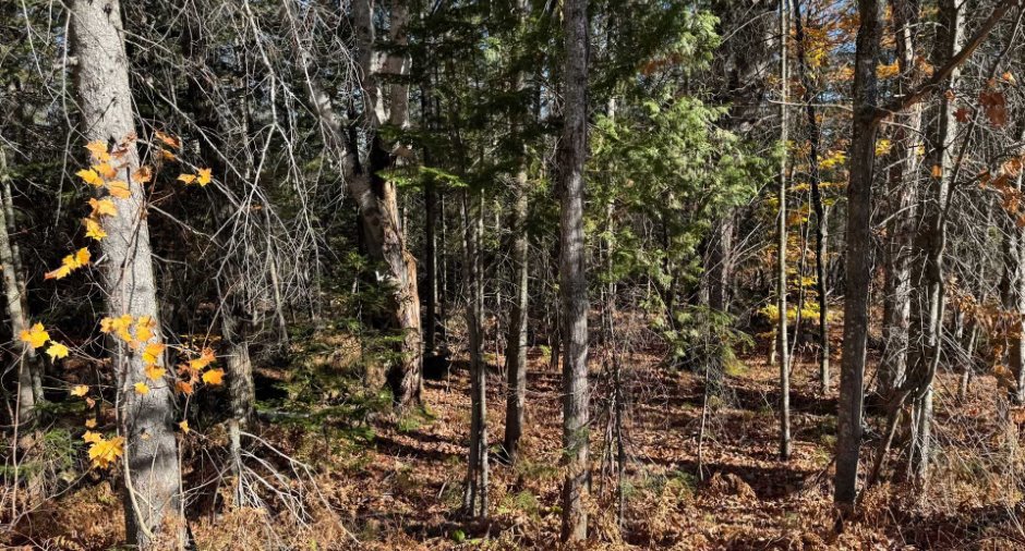 Terre/Terrain