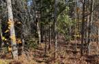 Terre/Terrain