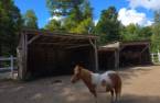 Stable