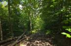 Woodland