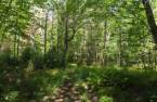 Woodland