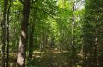Woodland