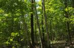 Woodland