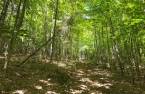 Woodland