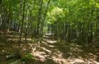Woodland