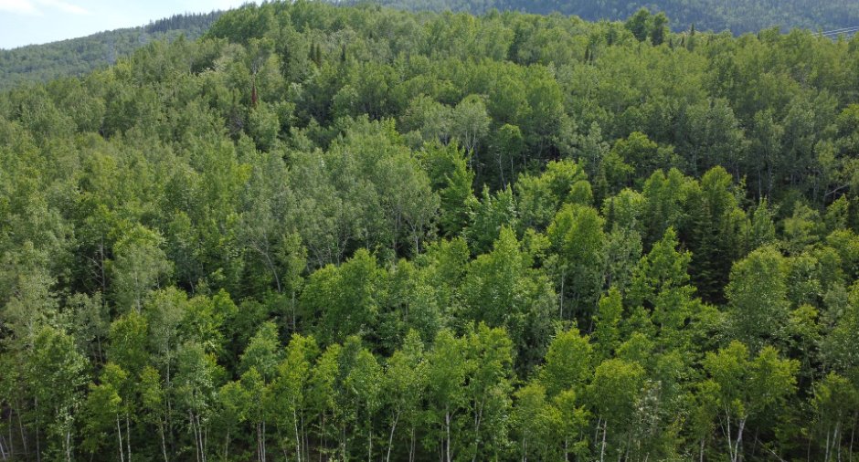 Vue