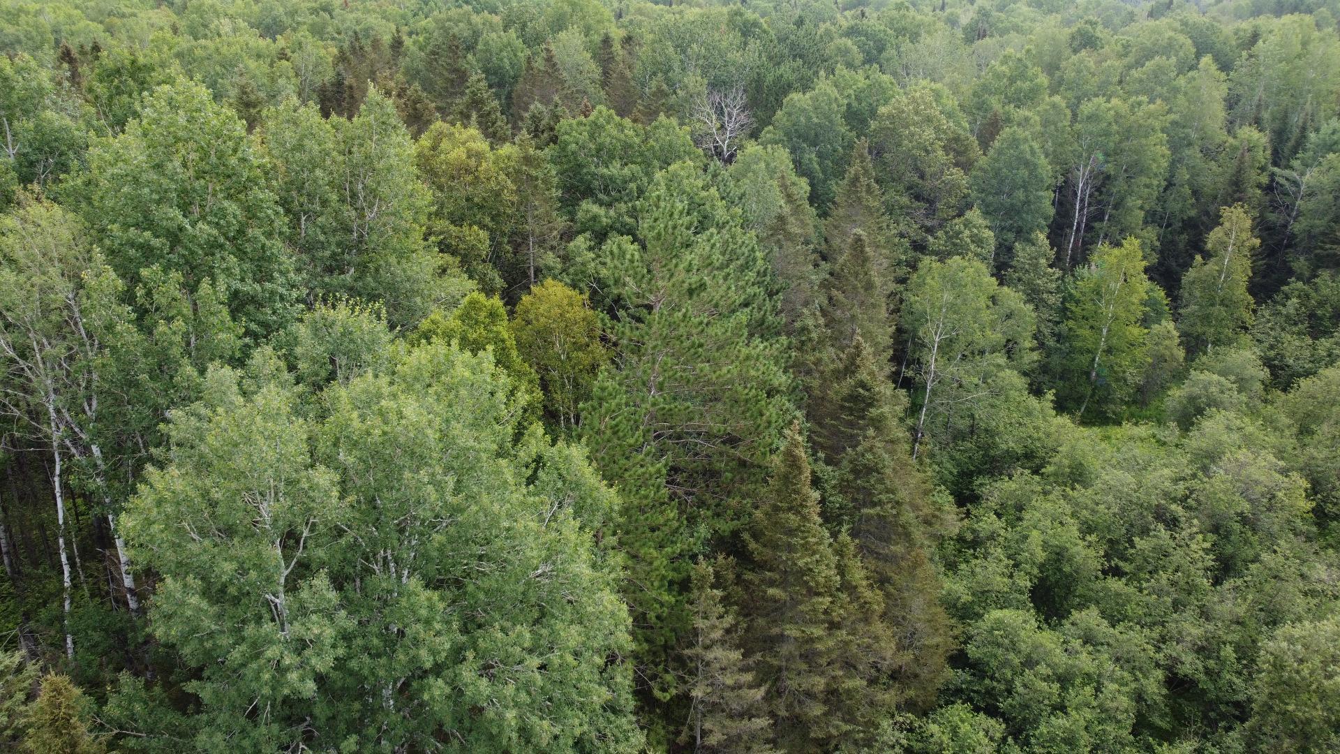 Mtée Foisy — photo 3