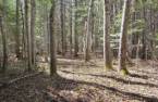 Terre/Terrain